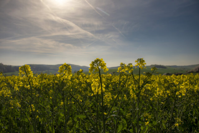 Rapsfeld © Nicole Mattern