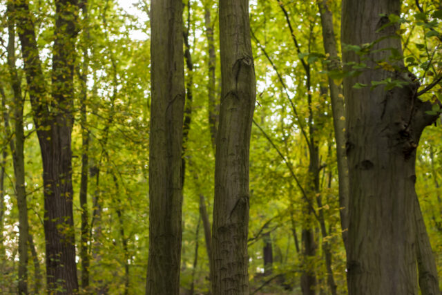 Wald