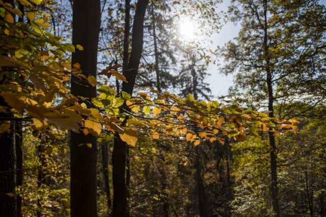 Wald