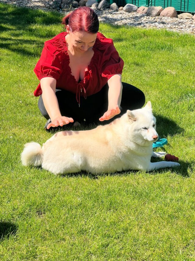 Reiki am Tier