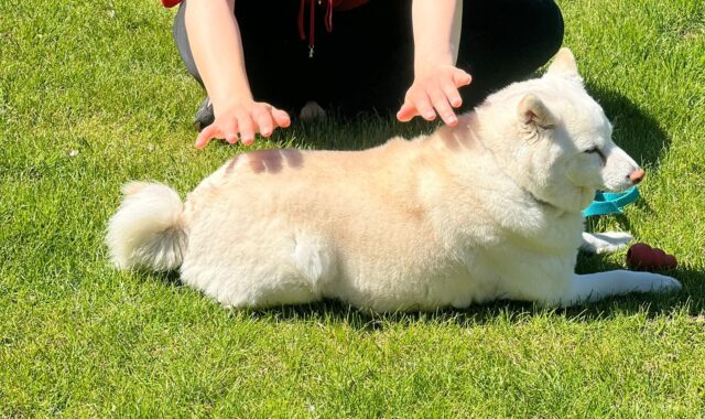 Reiki am Tier Reiki am Tier